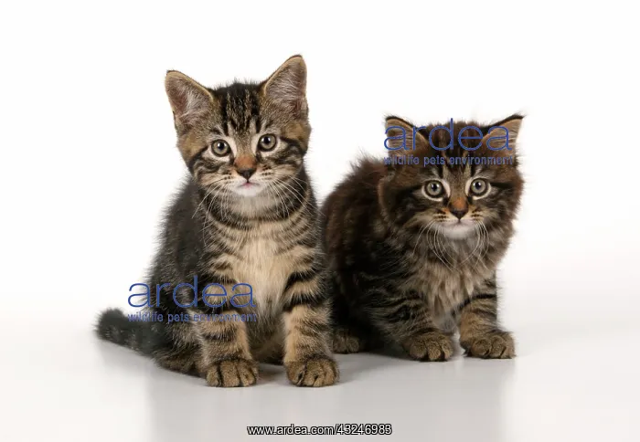 : CAT. 7 weeks old tabby kittens, sitting together, cute, stud : CAT. 7 weeks old tabby kittens, sitting together, cute, stud