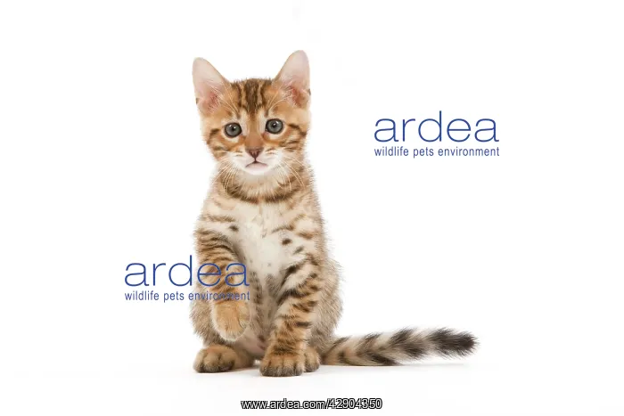 : Cat - 8 week old Bengal kitten - sitting in studio : Cat - 8 week old Bengal kitten - sitting in studio
