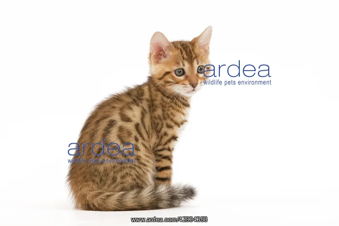: Cat - 8 week old Bengal kitten - sitting in studio : Cat - 8 week old Bengal kitten - sitting in studio