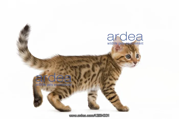  : Cat - 8 week old Bengal kitten - in studio