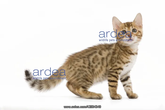  : Cat - 8 week old Bengal kitten - in studio