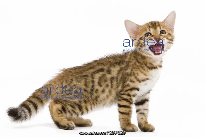 : Cat - 8 week old Bengal kitten - in studio miaowing : Cat - 8 week old Bengal kitten - in studio miaowing