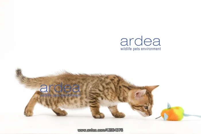 : Cat - 8 week old Bengal kitten - in studio sniffing toy : Cat - 8 week old Bengal kitten - in studio sniffing toy