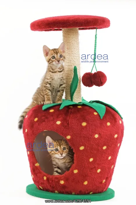 : Cat - two 8 week old bengal kittens in studio playing : Cat - two 8 week old bengal kittens in studio playing