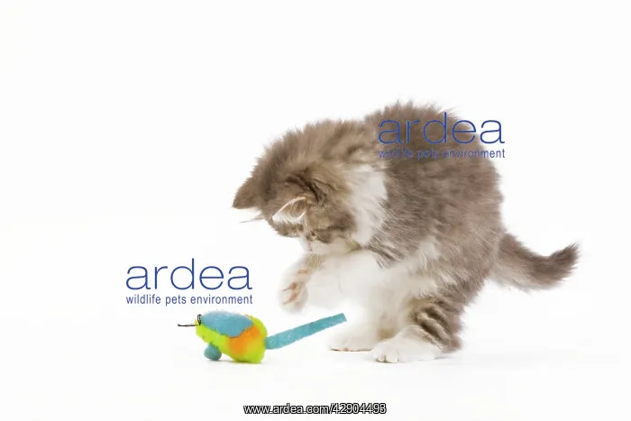 : Cat - 8 week old British Longhair kitten in studio : Cat - 8 week old British Longhair kitten in studio