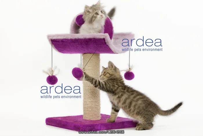 : Cat - 8 week old British shorthair & British longhair : Cat - 8 week old British shorthair & British longhair