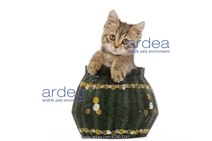 : Cat - 8 week old British shorthair kitten in studio : Cat - 8 week old British shorthair kitten in studio