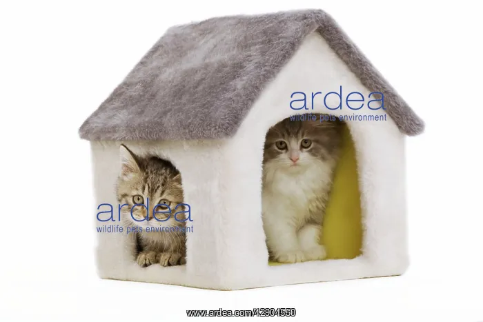 : Cat - 8 week old British shorthair kittens in studio : Cat - 8 week old British shorthair kittens in studio