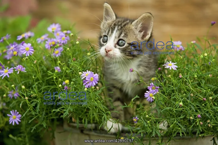  : Cat - 8 week old kitten amongst flowers