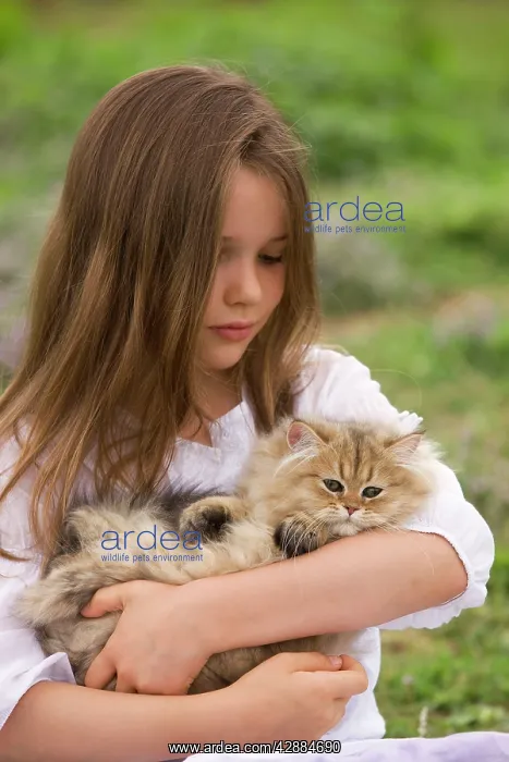: Cat - 8 week old kitten being held by young girl : Cat - 8 week old kitten being held by young girl