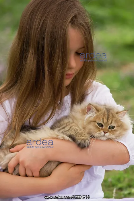 : Cat - 8 week old kitten being held by young girl : Cat - 8 week old kitten being held by young girl