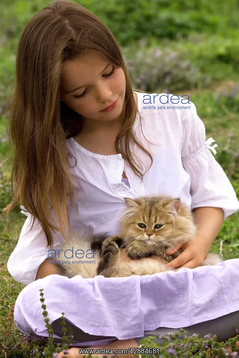 : Cat - 8 week old kitten sitting on young girl's lap : Cat - 8 week old kitten sitting on young girl's lap