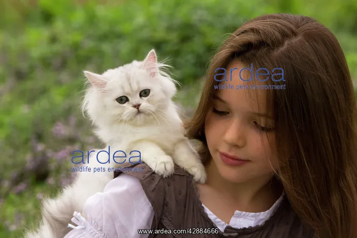 : Cat - 8 week old kitten sitting on young girl's shoulder : Cat - 8 week old kitten sitting on young girl's shoulder