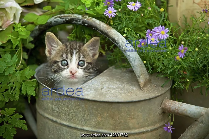  : Cat - 8 week old kitten in watering can