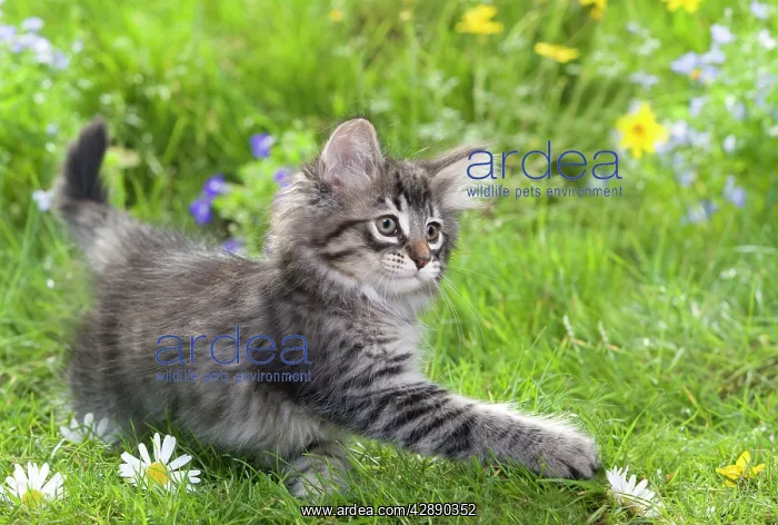 : Cat - 8 week old Norwegian Forest kitten with flowers : Cat - 8 week old Norwegian Forest kitten with flowers