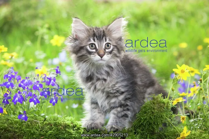 : Cat - 8 week old Norwegian Forest kitten with flowers : Cat - 8 week old Norwegian Forest kitten with flowers