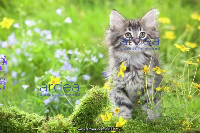 : Cat - 8 week old Norwegian Forest kitten with flowers : Cat - 8 week old Norwegian Forest kitten with flowers