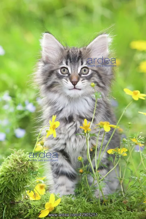 : Cat - 8 week old Norwegian Forest kitten with flowers : Cat - 8 week old Norwegian Forest kitten with flowers
