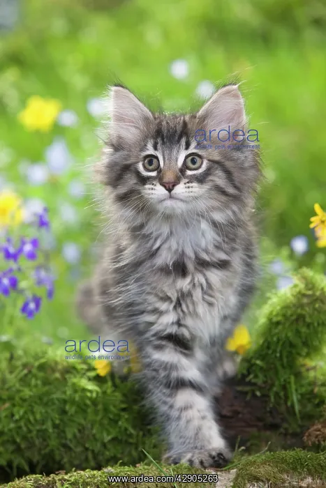 : Cat - 8 week old Norwegian Forest kitten with flowers : Cat - 8 week old Norwegian Forest kitten with flowers