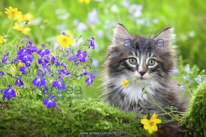 : Cat - 8 week old Norwegian Forest kitten with flowers : Cat - 8 week old Norwegian Forest kitten with flowers