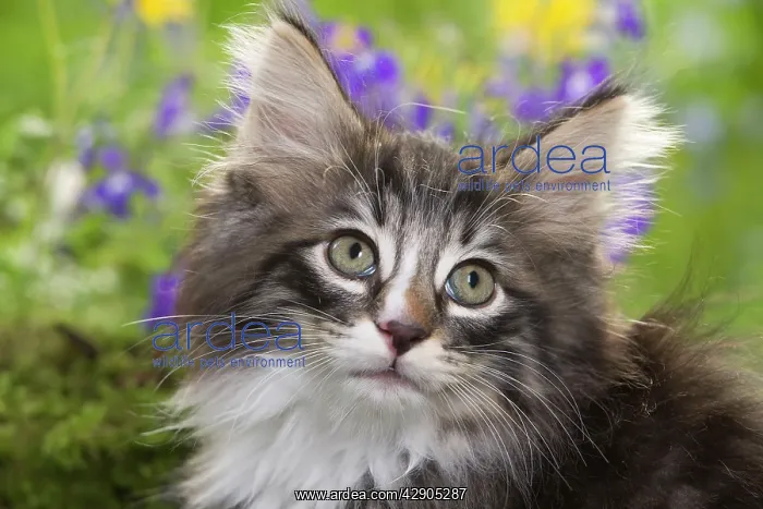 : Cat - 8 week old Norwegian Forest kitten with flowers : Cat - 8 week old Norwegian Forest kitten with flowers