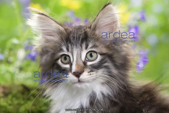: Cat - 8 week old Norwegian Forest kitten with flowers : Cat - 8 week old Norwegian Forest kitten with flowers