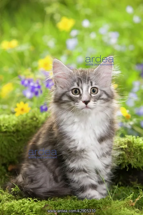 : Cat - 8 week old Norwegian Forest kitten with flowers : Cat - 8 week old Norwegian Forest kitten with flowers