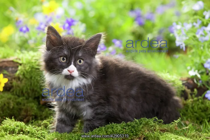 : Cat - 8 week old Norwegian Forest kitten with flowers : Cat - 8 week old Norwegian Forest kitten with flowers