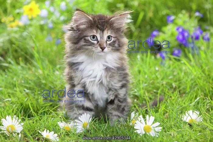 : Cat - 8 week old Norwegian Forest kitten with flowers : Cat - 8 week old Norwegian Forest kitten with flowers