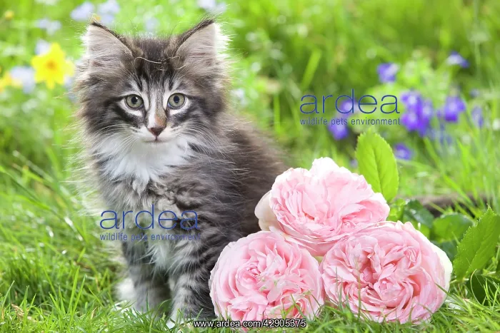 : Cat - 8 week old Norwegian Forest kitten with flowers : Cat - 8 week old Norwegian Forest kitten with flowers