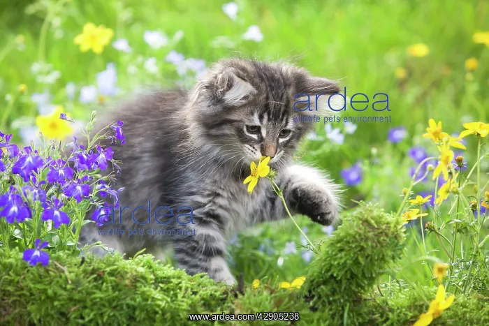 : Cat - 8 week old Norwegian Forest kitten sniffing flowers : Cat - 8 week old Norwegian Forest kitten sniffing flowers