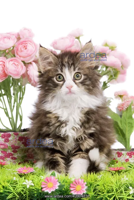 : Cat - 8 week old Norwegian Forest kitten in studio : Cat - 8 week old Norwegian Forest kitten in studio