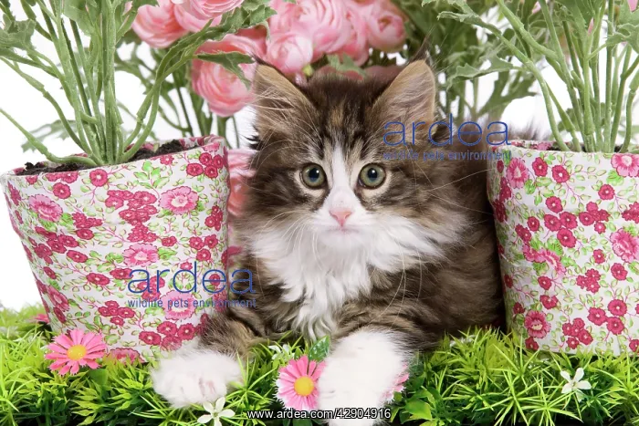 : Cat - 8 week old Norwegian Forest kitten in studio : Cat - 8 week old Norwegian Forest kitten in studio