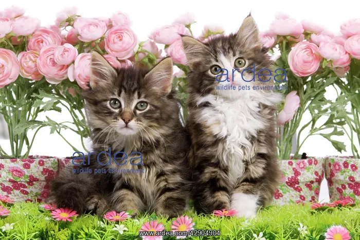 : Cat - two 8 week old Norwegian Forest kittens in : Cat - two 8 week old Norwegian Forest kittens in