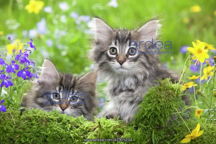 : Cat - two 8 week old Norwegian Forest kittens with flowers : Cat - two 8 week old Norwegian Forest kittens with flowers