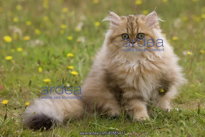  : Cat - 8 week old Persian golden shaded kitten