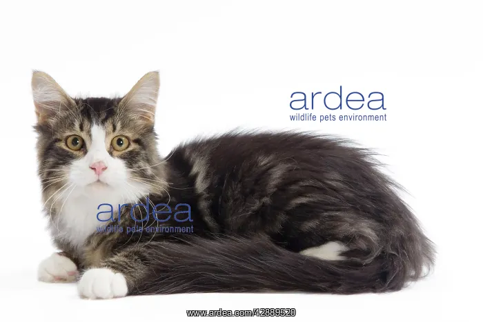  : Cat - 8 week old Siberian kitten in studio