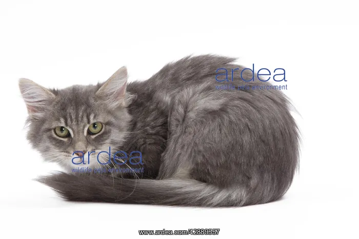  : Cat - 8 week old Siberian kitten in studio