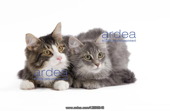  : Cat - 8 week old Siberian kittens in studio