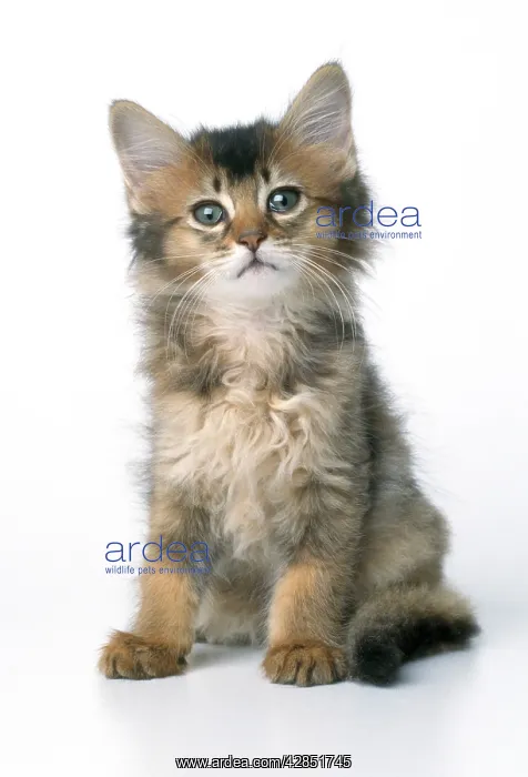 : Cat - 8 week old Somali Kitten : Cat - 8 week old Somali Kitten
