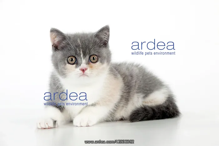  : CAT - 9 week old British shorthair kitten