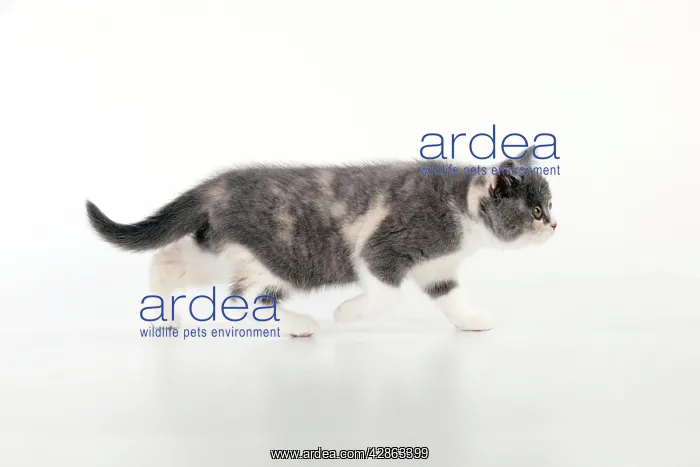 : CAT - 9 week old British shorthair kitten : CAT - 9 week old British shorthair kitten