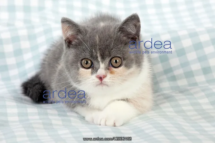  : CAT - 9 week old British shorthair kitten