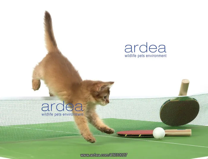  : Cat 9 week old Somali kitten on Table Tennis set