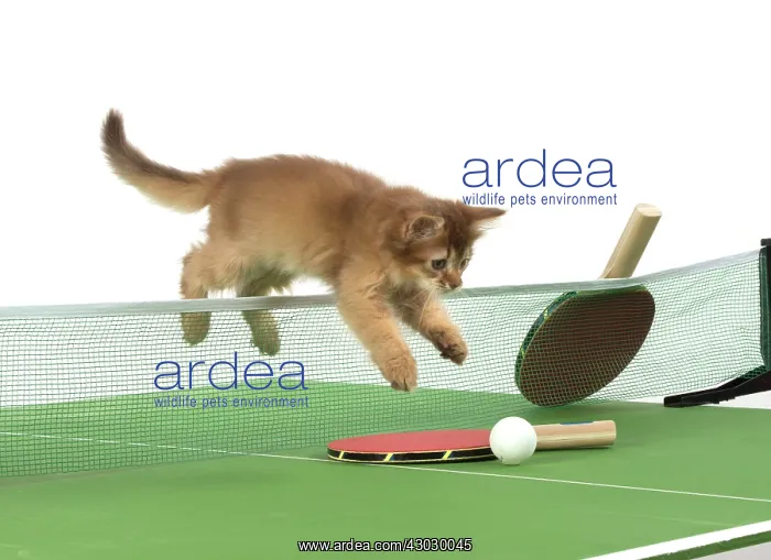  : Cat 9 week old Somali kitten on Table Tennis set