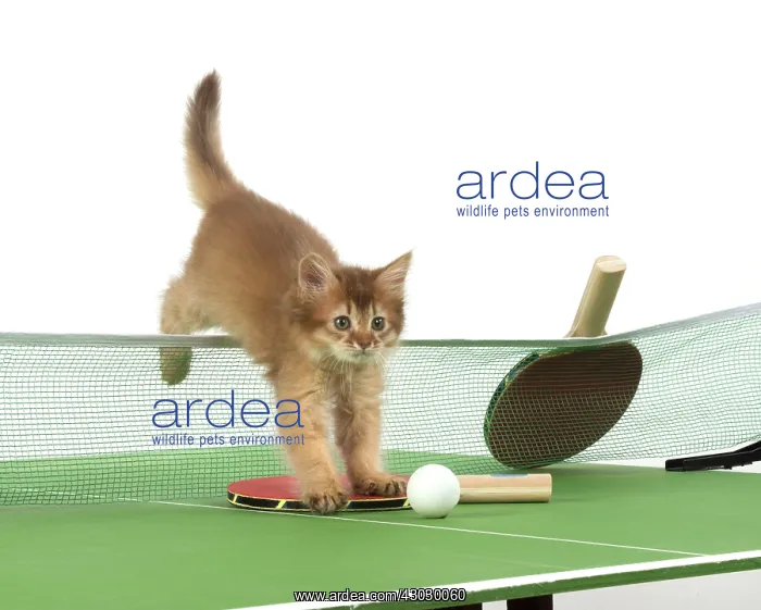  : Cat 9 week old Somali kitten on Table Tennis set