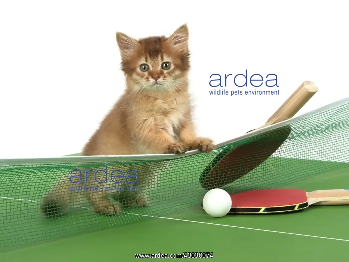  : Cat 9 week old Somali kitten on Table Tennis set