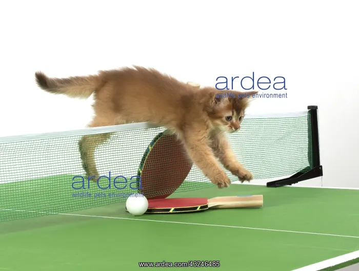  : Cat 9 week old Somali kitten on Table Tennis set