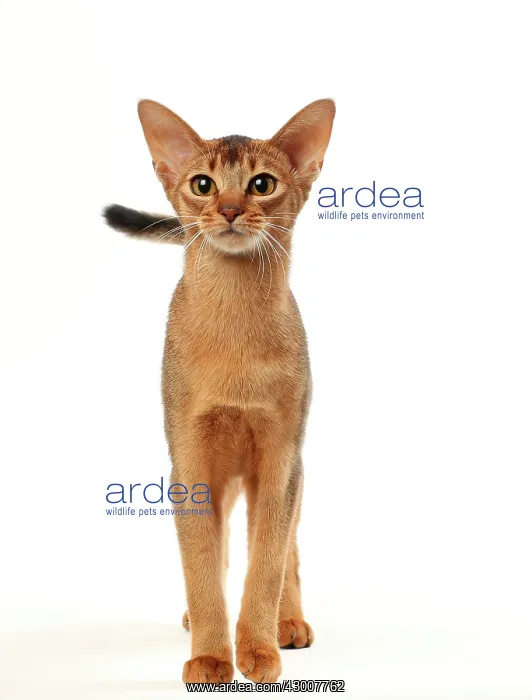 : Cat Abyssinian : Cat Abyssinian