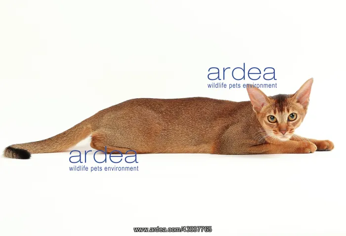  : Cat Abyssinian